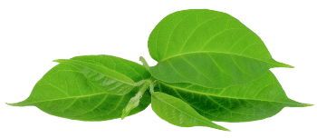 Gymnema sylvestre extract