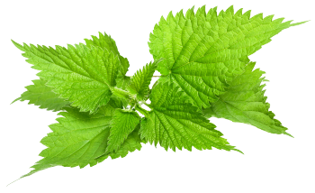 Nettle leaf extract